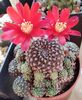 Rebutia densipectinata