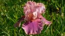 Okapi Poppy.