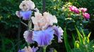 Florentine silk