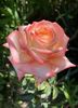 25CF2917-BE42-4DE7-B15E-71D4A8CB755A