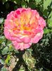 DB7CC4A8-9103-4182-A65B-25EDB6C25858