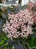 Sambucus Black Lace