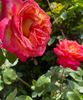 70AD4361-B483-4359-80D7-D5E74B74688E