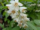 Deutzia