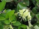 lonicera v.verde5