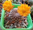Rebutia arenacea