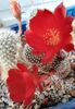 Rebutia krainziana