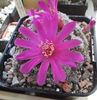 Sulcorebutia