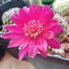 Sulcorebutia