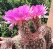 Echinocereus reichenbachii 