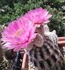 Echinocereus reichenbachii var. albispinus