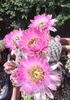 Echinocereus reichenbachii var. albispinus