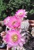Echinocereus reichenbachii var. albispinus