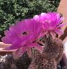 Echinocereus reichenbachii