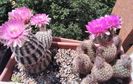 Echinocereusi reichenbachii 