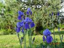 iris pallida