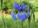iris sibirica Fran's Gold