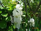 iris florentina