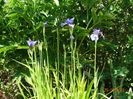 iris sibirica Fran's Gold