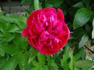 Rosea Plena