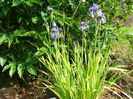 iris sibirica Fran's Gold