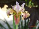 iris sibirica Flying Fiddles