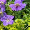 Geranium-Blue-Sunrise-muscata-de-gradina-de-vanzare-❤️-FloraPris