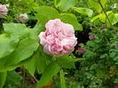 Jacques Cartier