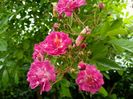 Excelsa