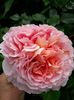 Abraham Darby