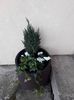 Juniperus chinensis Stricta x Hedera