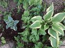 Hosta decorata x Hosta Funkia First Frost