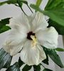 Clasic White