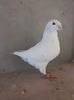 received_3273171642958341