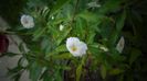 Solanum rantonnetii