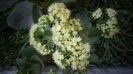 Sedum