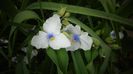 Tradescantia