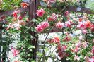 climbing-rose-madame-edouard-herriot