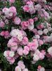 Pink Bells- Miniature rose - Mild fragrance