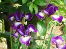 iris sibirica Currier