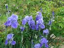 iris pallida