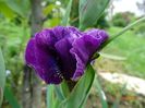 iris sibirica Bundle of Joy