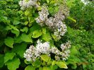 syringa villosa Aurea