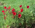 w-Red poppy-Maci-7634