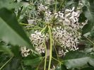 Chinaberry tree