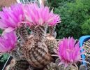 Echinocereus reichenbachii