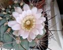 Gymnocalycium saglionis