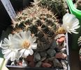 Sulcorebutia cylindrica
