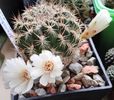 Sulcorebutia cylindrica