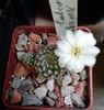 Sulcorebutia langeri albiflora jpg
